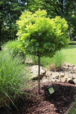 Quercus palustris 'Green Dwarf' - dub bahenní - celek